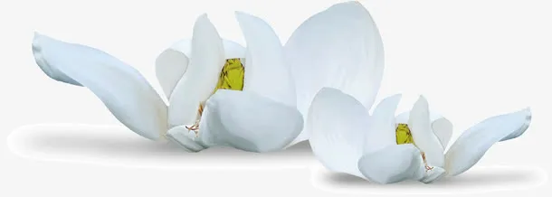 洁白的花朵免抠