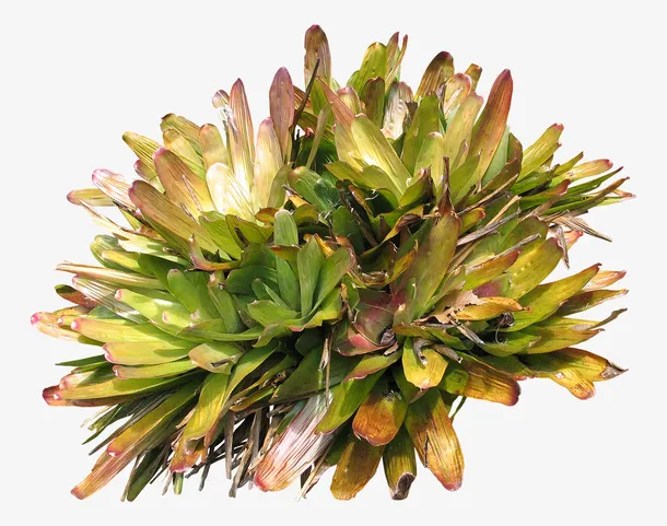 枯萎的绿植免抠