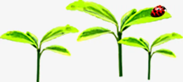 绿色自然发芽植物瓢虫免抠