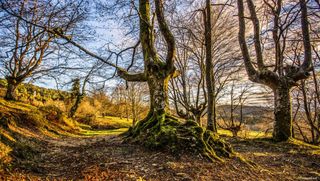 蓝天白云下的树林植物免抠