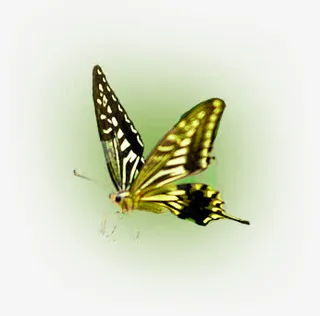 蝴蝶主题淘宝护肤品海报免抠