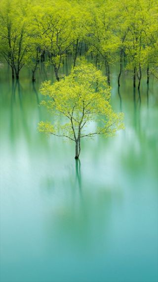 湖面清新树木H5背景高清