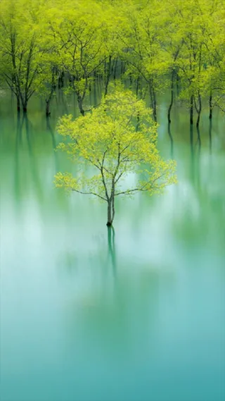 湖面清新树木H5背景高清