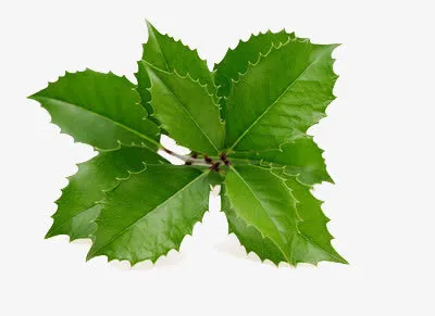 新鲜叶子免抠