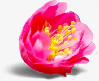 中秋节高清粉花黄芯免抠