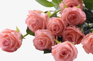 粉玫瑰花免抠