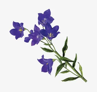 紫色黄岑花儿免抠