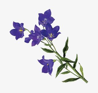 紫色黄岑花儿免抠