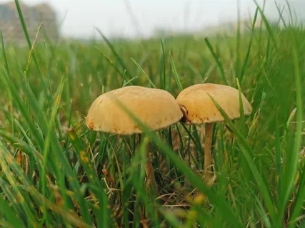 春天小草里的蘑菇高清 春天小草里的蘑菇高清