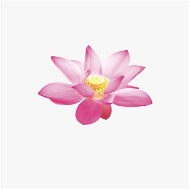 荷花免抠