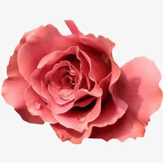 背景素材卡通鲜花素材 一朵花