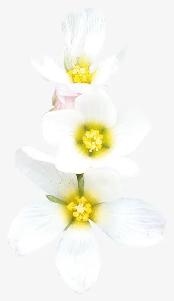 白色桃花花朵植物花瓣免抠