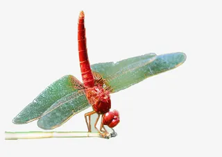 枝头的蜻蜓装饰图片免抠