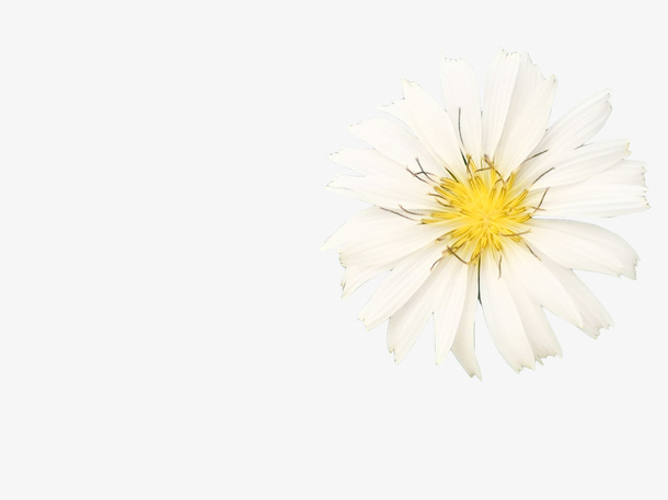 一朵白色的小菊花免抠