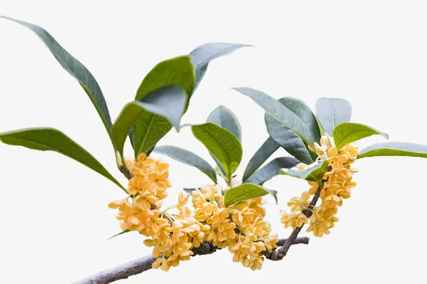 桂花 中秋 处暑 桂花 花色花 花 花枝免抠