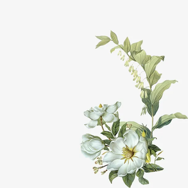 手绘白色花朵叶子免抠