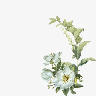 手绘白色花朵叶子免抠