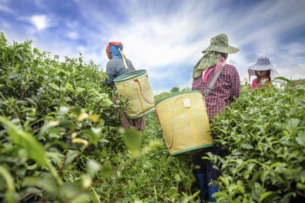 茶农背着箩筐采撷茶叶免抠