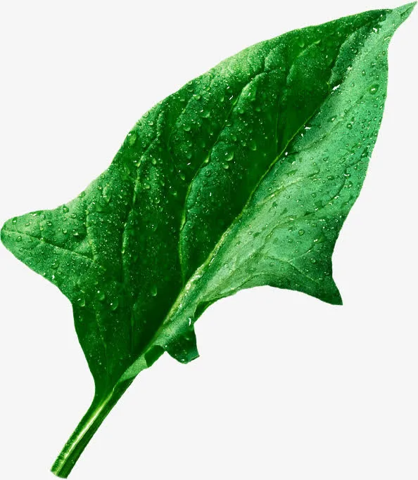 绿叶 露水 png素材免抠