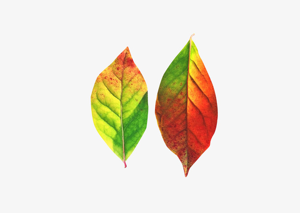 春天绿色两片叶子绿叶免抠