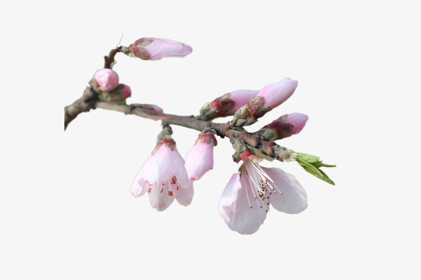 春天 草地 桃花 梨花 渐变透明 元素9免抠背景场景背景元素