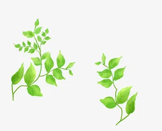 绿叶绿枝装饰免抠