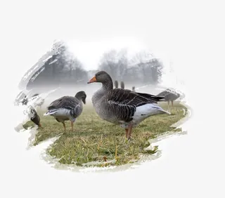 农家优质麻鸭免抠