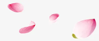 漂浮粉色花瓣免抠