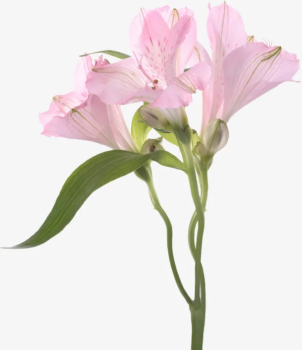 花卉画鲜花花卉免抠