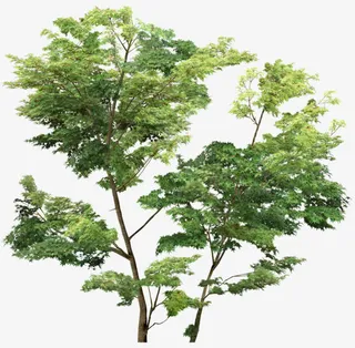 绿色枫叶枫树 免扣png素材免抠