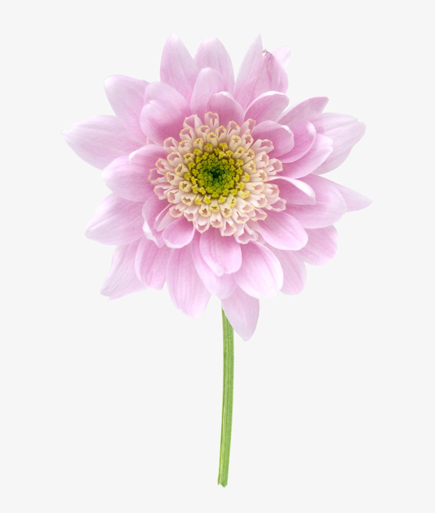 粉色菊花免抠