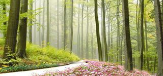 绿色背景图高清