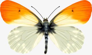 手绘黄白色渐变蝴蝶免抠