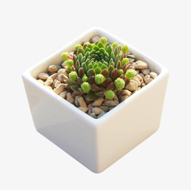 精品多肉  绿植 卷娟 观音莲免抠