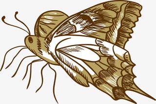 创意合成手绘上色的飞蛾免抠