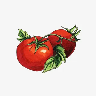 手绘西红柿免抠