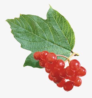 手绘花朵图片花朵素材免抠