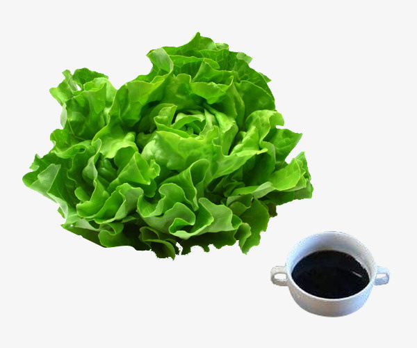 绿色蚝油生菜的食材免抠