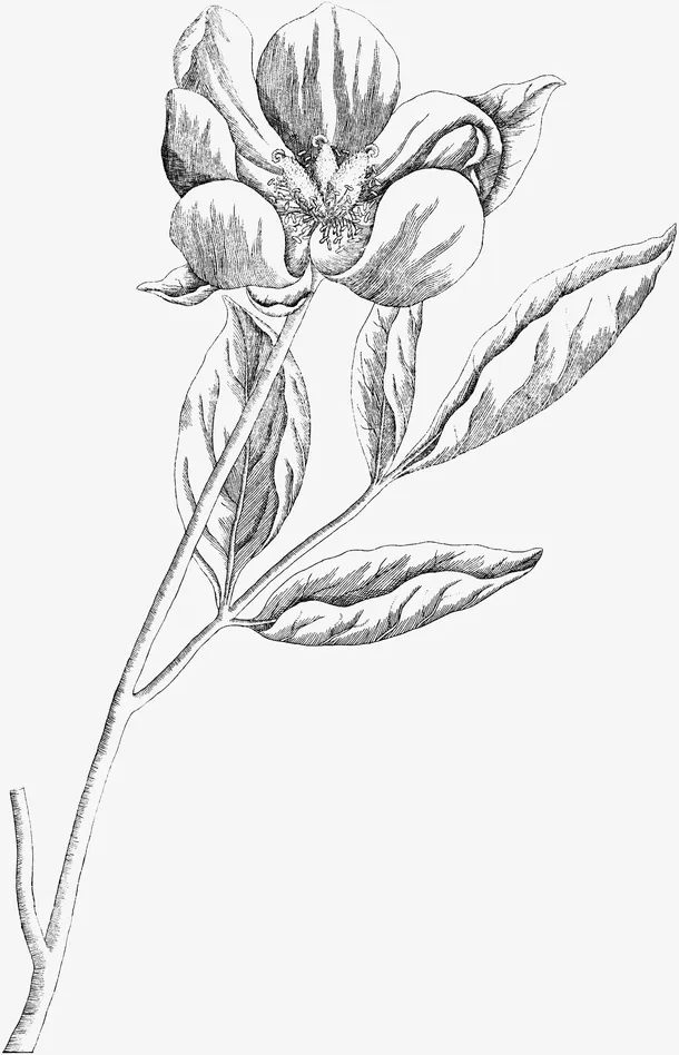 手绘卡通装饰花瓣花草装饰海报设免抠