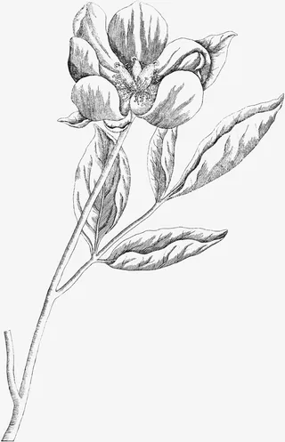 手绘卡通装饰花瓣花草装饰海报设免抠