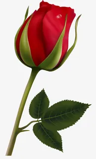 红色美丽花朵免抠