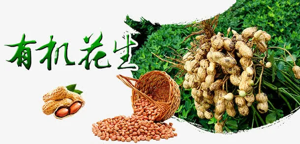 有机花生免抠