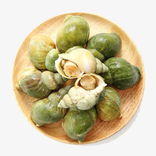 野生翡翠螺免抠