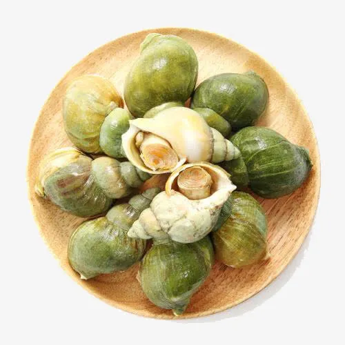 野生翡翠螺免抠