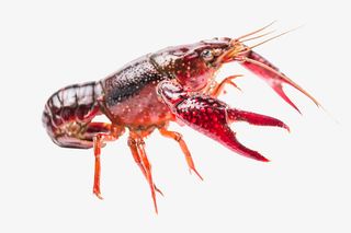 小龙虾免扣素材免抠
