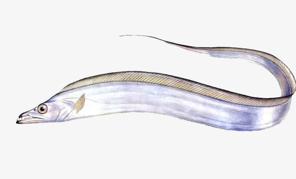 新鲜的一条带鱼免抠