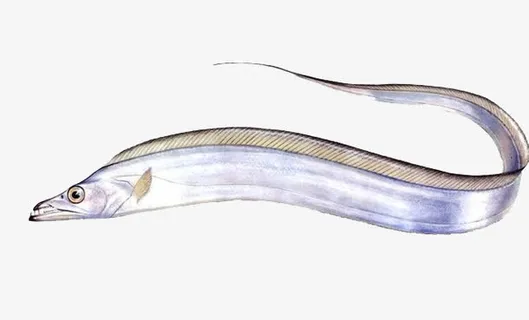 新鲜的一条带鱼免抠