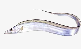 新鲜的一条带鱼免抠