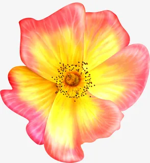 手绘粉色渐变春天花朵免抠