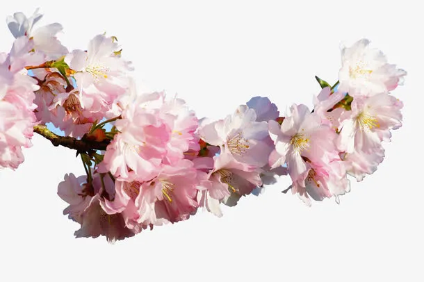 杏花树枝免抠
